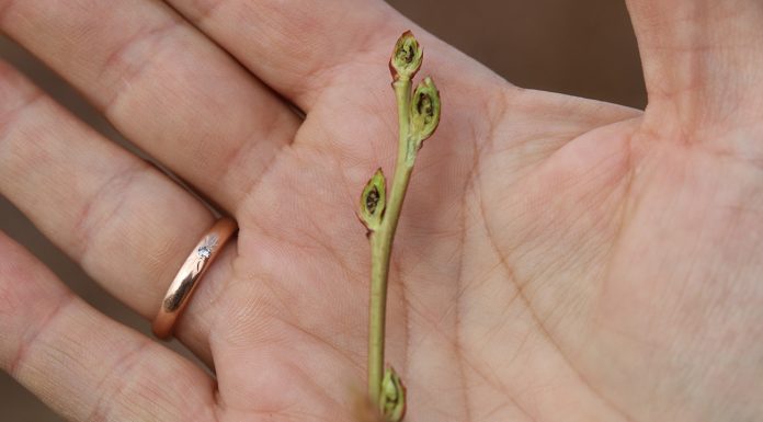 Plantatorzy borówki liczą pierwsze straty