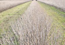 Ograniczanie zachwaszczenia w uprawie czarnej porzeczki czarna porzeczka