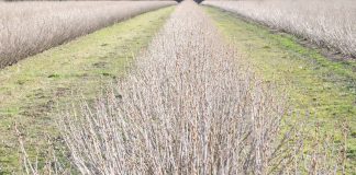 Ograniczanie zachwaszczenia w uprawie czarnej porzeczki czarna porzeczka