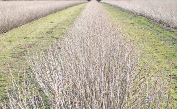Ograniczanie zachwaszczenia w uprawie czarnej porzeczki czarna porzeczka