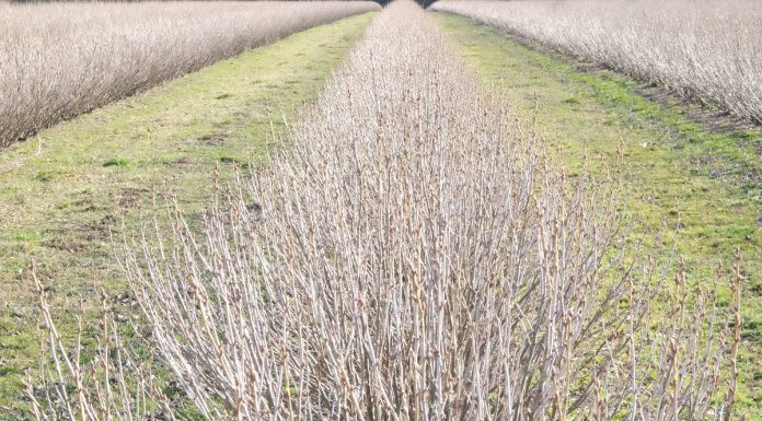 Ograniczanie zachwaszczenia w uprawie czarnej porzeczki czarna porzeczka