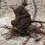 Guzowatość na borówce wysokiej