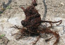 Guzowatość na borówce wysokiej