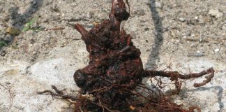 Guzowatość na borówce wysokiej