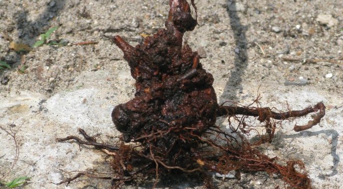 Guzowatość na borówce wysokiej