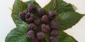 Przeciwwirusowe działanie czarnej maliny