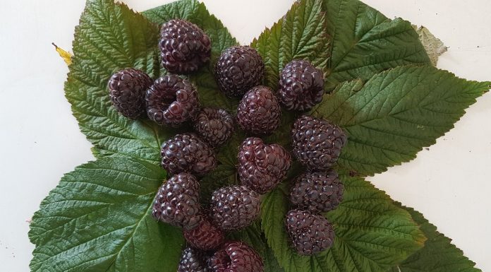 Przeciwwirusowe działanie czarnej maliny