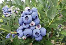 Ceny borówek rosną w sprzedaży detalicznej