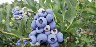 Ceny borówek rosną w sprzedaży detalicznej