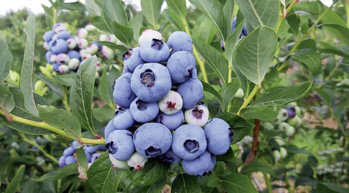 Ceny borówek rosną w sprzedaży detalicznej