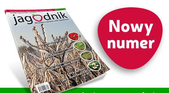 Jagodnik 4/2020 – już w sprzedaży