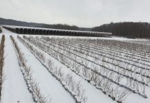 W Chorwacji opady śniegu i trzęsienia ziemi. Plantacje borówki zagrożone.
