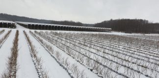 W Chorwacji opady śniegu i trzęsienia ziemi. Plantacje borówki zagrożone.