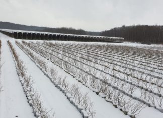 W Chorwacji opady śniegu i trzęsienia ziemi. Plantacje borówki zagrożone.
