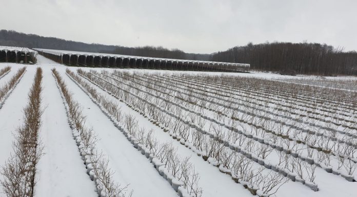 W Chorwacji opady śniegu i trzęsienia ziemi. Plantacje borówki zagrożone.