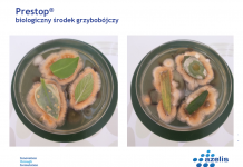 Nowe możliwości uprawy truskawek bez pozostałości