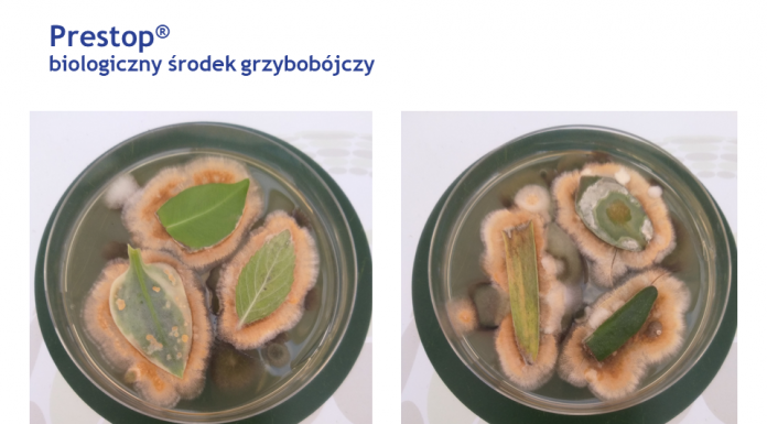 Nowe możliwości uprawy truskawek bez pozostałości