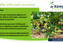 Zasady uprawy trzech ważnych odmian truskawki