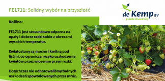 Zasady uprawy trzech ważnych odmian truskawki