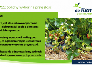 Zasady uprawy trzech ważnych odmian truskawki