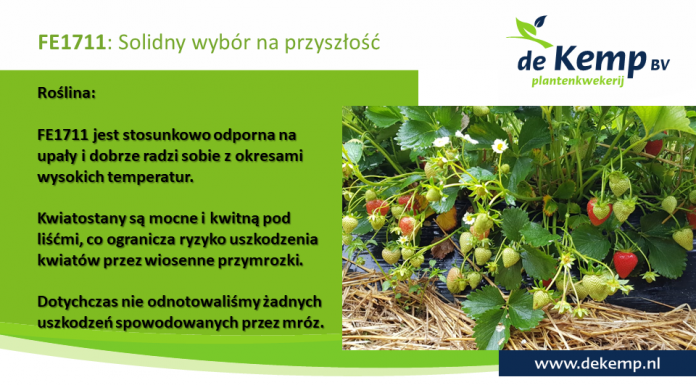 Zasady uprawy trzech ważnych odmian truskawki