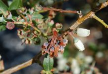 Groźne choroby borówki w tym sezonie