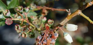 Groźne choroby borówki w tym sezonie