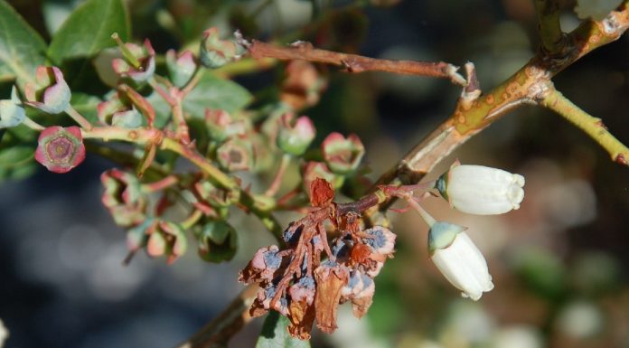 Groźne choroby borówki w tym sezonie