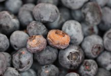 Uwaga na antraknozę – warunki pogodowe sprzyjają jej rozwojowi antraknoza