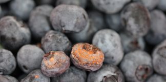 Uwaga na antraknozę – warunki pogodowe sprzyjają jej rozwojowi antraknoza