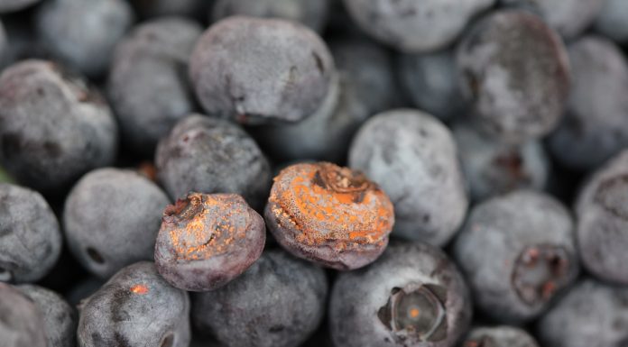 Zakaz stosowania tiofanatu metylu już w 2021 roku antraknoza