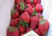 Nowe rozwiązanie przeciwko szarej pleśni truskawki