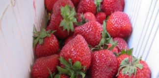 Nowe rozwiązanie przeciwko szarej pleśni truskawki