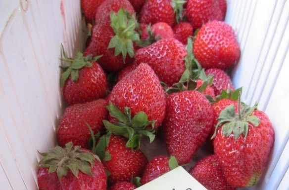 Nowe rozwiązanie przeciwko szarej pleśni truskawki