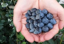 Owoce i warzywa w ochronie przed infekcjami i koronawirusem (COVID-19)