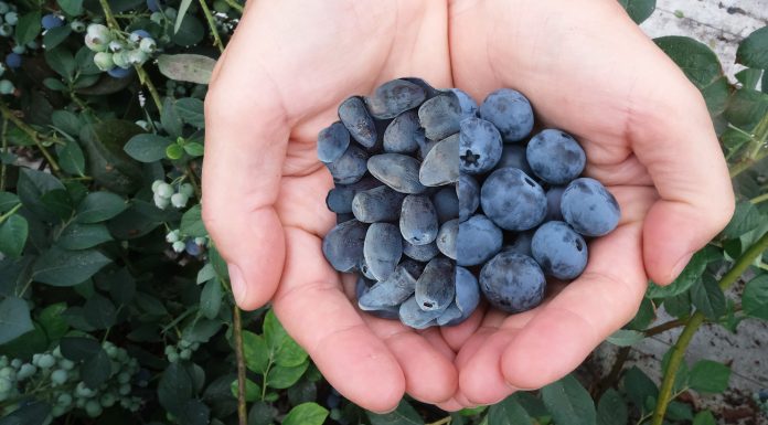 Owoce i warzywa w ochronie przed infekcjami i koronawirusem (COVID-19)