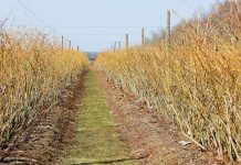 Nie tylko przymrozki są zmorą plantatorów borówki w tym sezonie