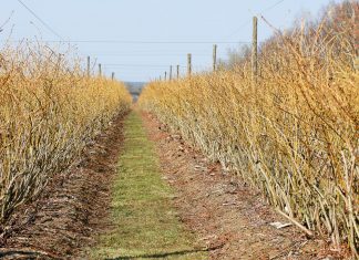 Nie tylko przymrozki są zmorą plantatorów borówki w tym sezonie
