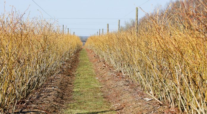 Nie tylko przymrozki są zmorą plantatorów borówki w tym sezonie