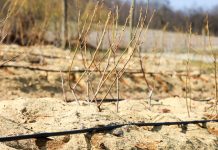 Modernizacja gospodarstw – limity wsparcia od 100 do 900 tys. zł