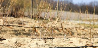 Modernizacja gospodarstw – limity wsparcia od 100 do 900 tys. zł