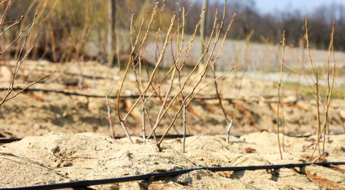 Modernizacja gospodarstw – limity wsparcia od 100 do 900 tys. zł