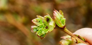 Znamy szczegóły pomocy dla rolników dotkniętych klęskami żywiołowymi. Nawet 3000 zł do hektara