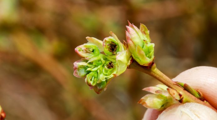 Znamy szczegóły pomocy dla rolników dotkniętych klęskami żywiołowymi. Nawet 3000 zł do hektara