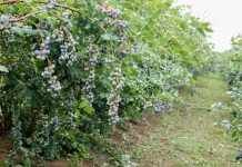 ‘Bluecrop’ – jeszcze sadzić, czy już likwidować?