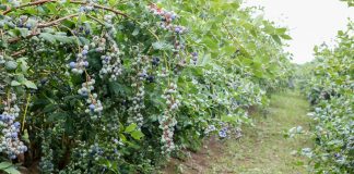 ‘Bluecrop’ – jeszcze sadzić, czy już likwidować?