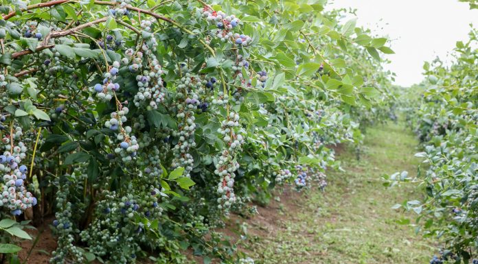 ‘Bluecrop’ – jeszcze sadzić, czy już likwidować?