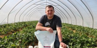 Fertygacja truskawek w uprawie tunelowej