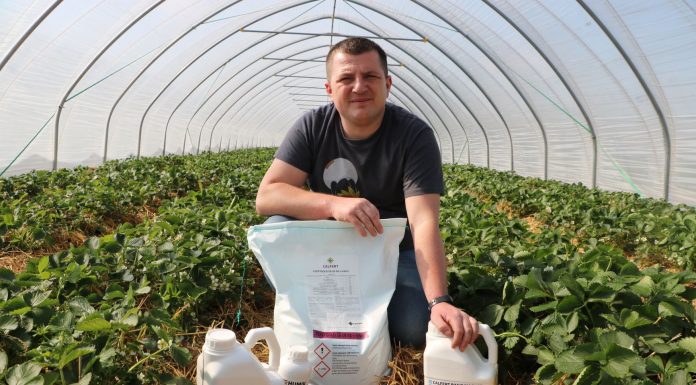 Fertygacja truskawek w uprawie tunelowej