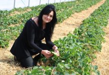 Ochrona truskawek w tunelach i nie tylko